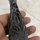 للبيع دكر كناري منتج وتغريد