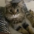 قطط للتبني