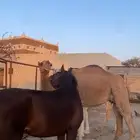 حصان شعبي كفو