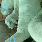 للبيع مشاريع فحول صنف على السوم