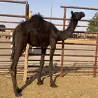 للبيع قود طييب الموقع مرات