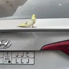 طير كروان هدد داخلي خارجي