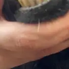 تيس عارضي فحل