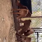 بهم مندي العمر من شهرين الى ثلاث شهور العدد 7