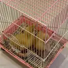 بطات للبيع مع ملحقاتهم