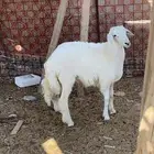 طلي حري عمر 5شهور وحولها