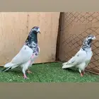 جوز تيدي جونسرا