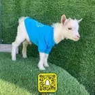 ماعز قزم تاجير حيوانات