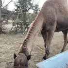 بعير اصفر للبيع