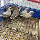 طيور زينه