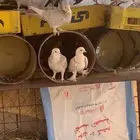 حمام حب رمان وسلفر وبلدي