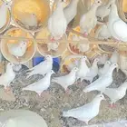 فروخ حمام وأجواز ببيع نصها