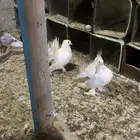 حمام مشكل