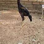 فروخ شامو الماني