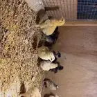 فرخ بلدي وبرهما