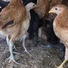 صيصان بلديات