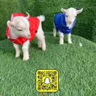 ماعز قزم بيور
