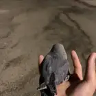 طير روز أليف جدا  العدد 2