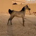 ماشاءالله تبارك الله مهره واهو حفيدة البلاشيو