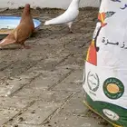 حمام وحشي درجه(1)