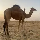 بكره مفروده ساحلية