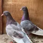 جوز صنعاني