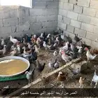 العمر من أربعة أشهر إلى خمسة أشهر