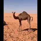 قعود