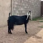 عنز دافع مفصل