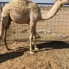 حشو