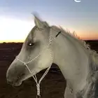 مطلوب سايس خيل