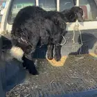 خروف