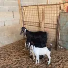 عنز تحتها اثنين