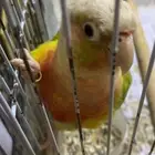 عندي جوزين دره واحد كنيور