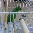 ببغاء الميلي امازوني