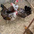 دجاج ماكنتوش العربي القديم