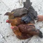 دجاج بلدي ديكين وا دجاجتين شرط الصحه