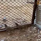 يوجد اربع اجواز حجل