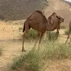قعود للبيع