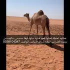 للبيع ناقه