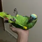 امزوني بلوفرنتد جاكو اليف جدا تم البيع .