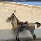 حصان كفو