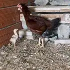 دجاجه باكستاني العمر سنه ونص الإنتاج منتجه السعر 200