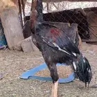ديك بكستني
