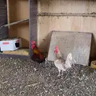 دجاج بلدي حساوي بيتض 8 دججات 3ديك