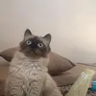 قطة تبني للتزاوج