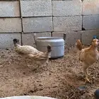 فروخ دجاج بلدي