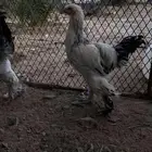 سلام عليكم دجاج برهما على السوم لايجي الاصامل