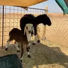 للبيع خلفه مهجنه تحته خروف سنه سديس او تام