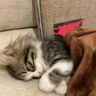 قطوه للبيع